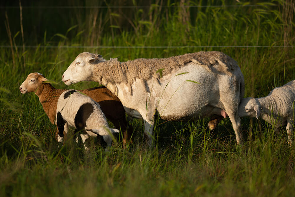 Sheep grazing in a polywire paddock with tall forage