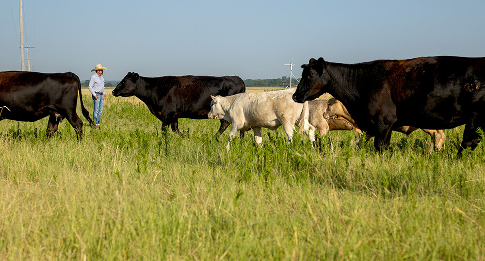 moving cattle slowly