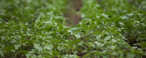 So You Want To Grow Cover Crops: 3 Questions to Ask Before You Start thumb