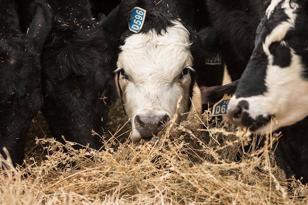 cow eating hay