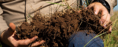 Building Soil Organic Carbon With Plant Roots thumb