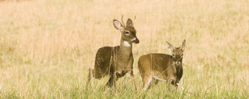 Spike buck culling seldom provides benefits thumb