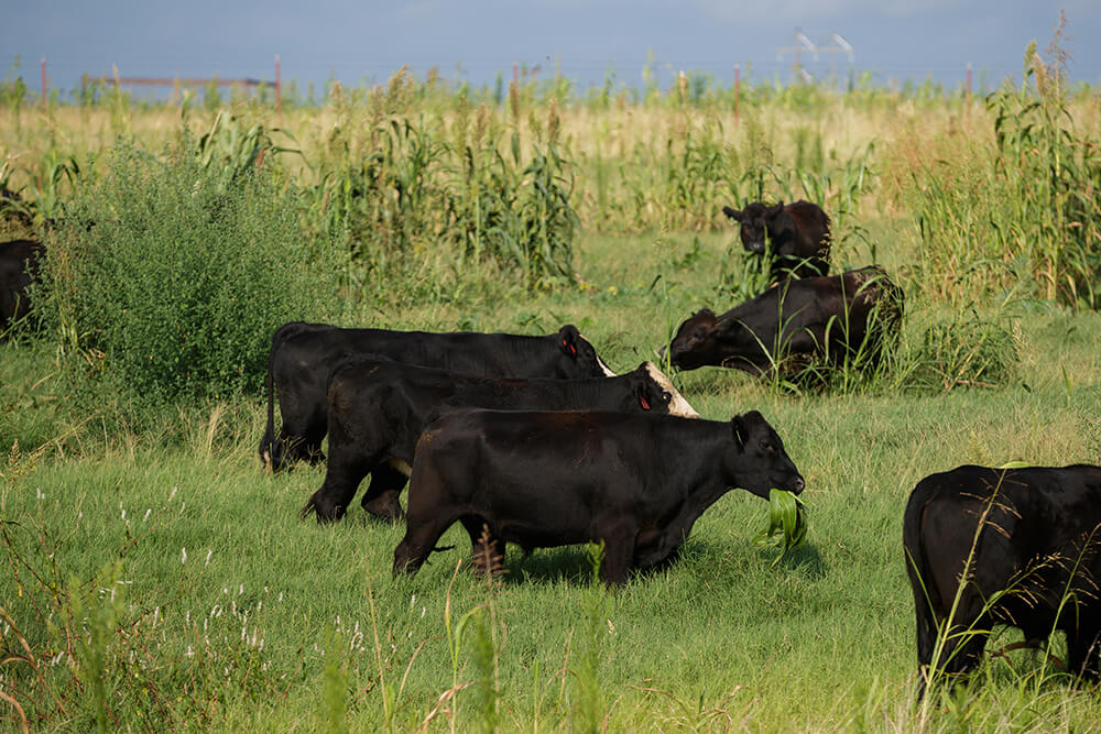 cows in a field