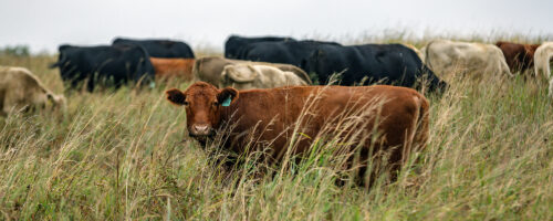 Try This Simple Stocking Rate Assessment as You Begin Regenerative Ranching thumb