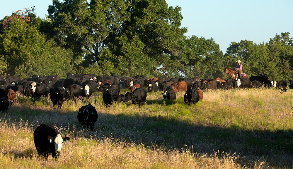 moving herd