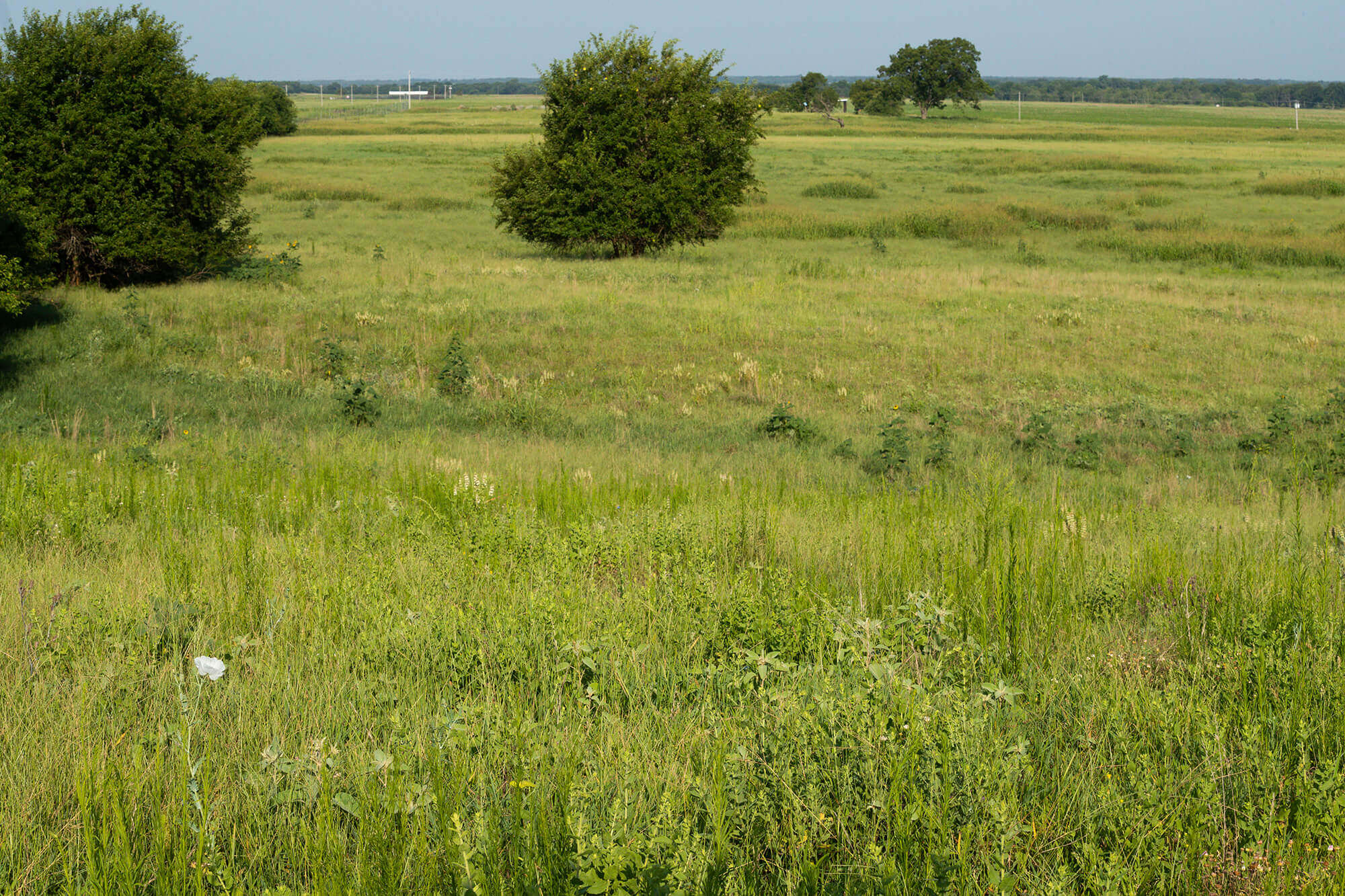 Short trees in a grassy pasture