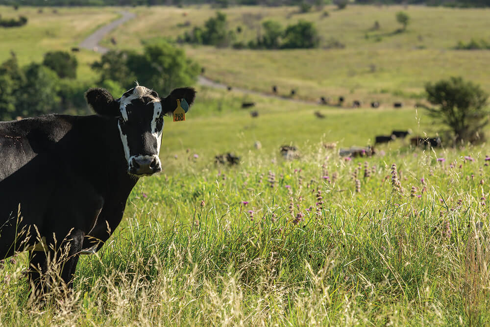 Cow in pasture