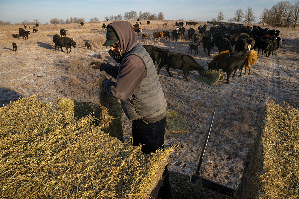 check and feed cattle