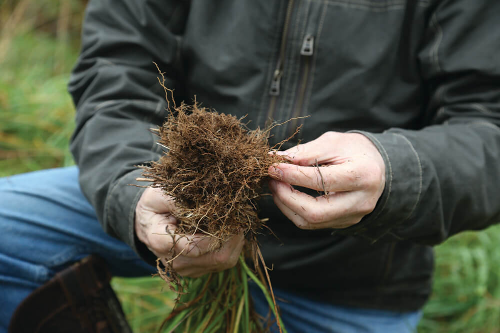 Tim Jones examines roots