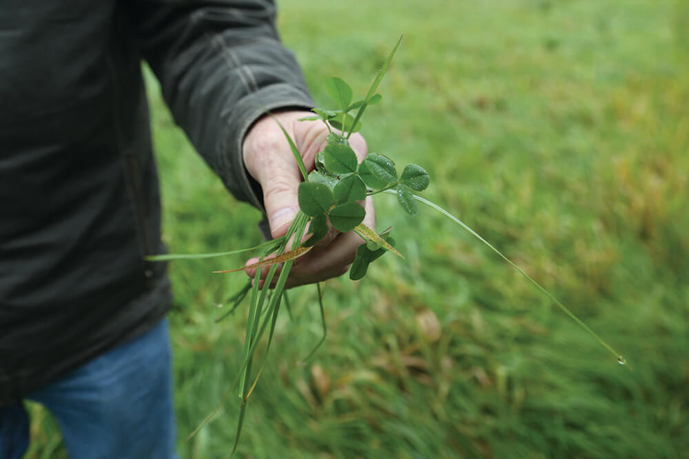 Tim Jones holds green grasses from pasture