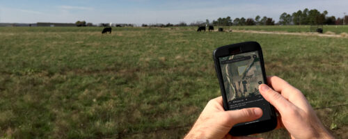 Tips to turn digital map app into a decision-making tool for regenerative grazing practices thumb