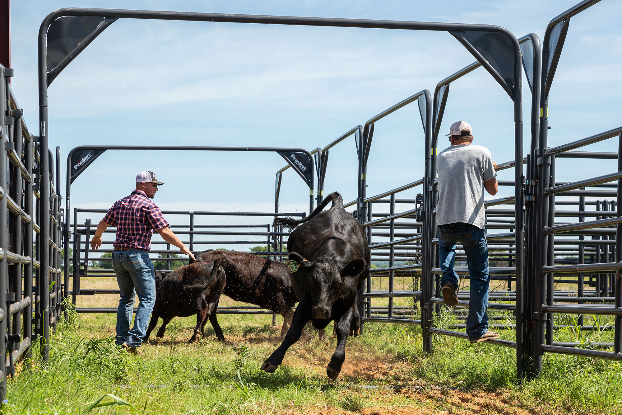 Working with running cows in the grazing facility corral