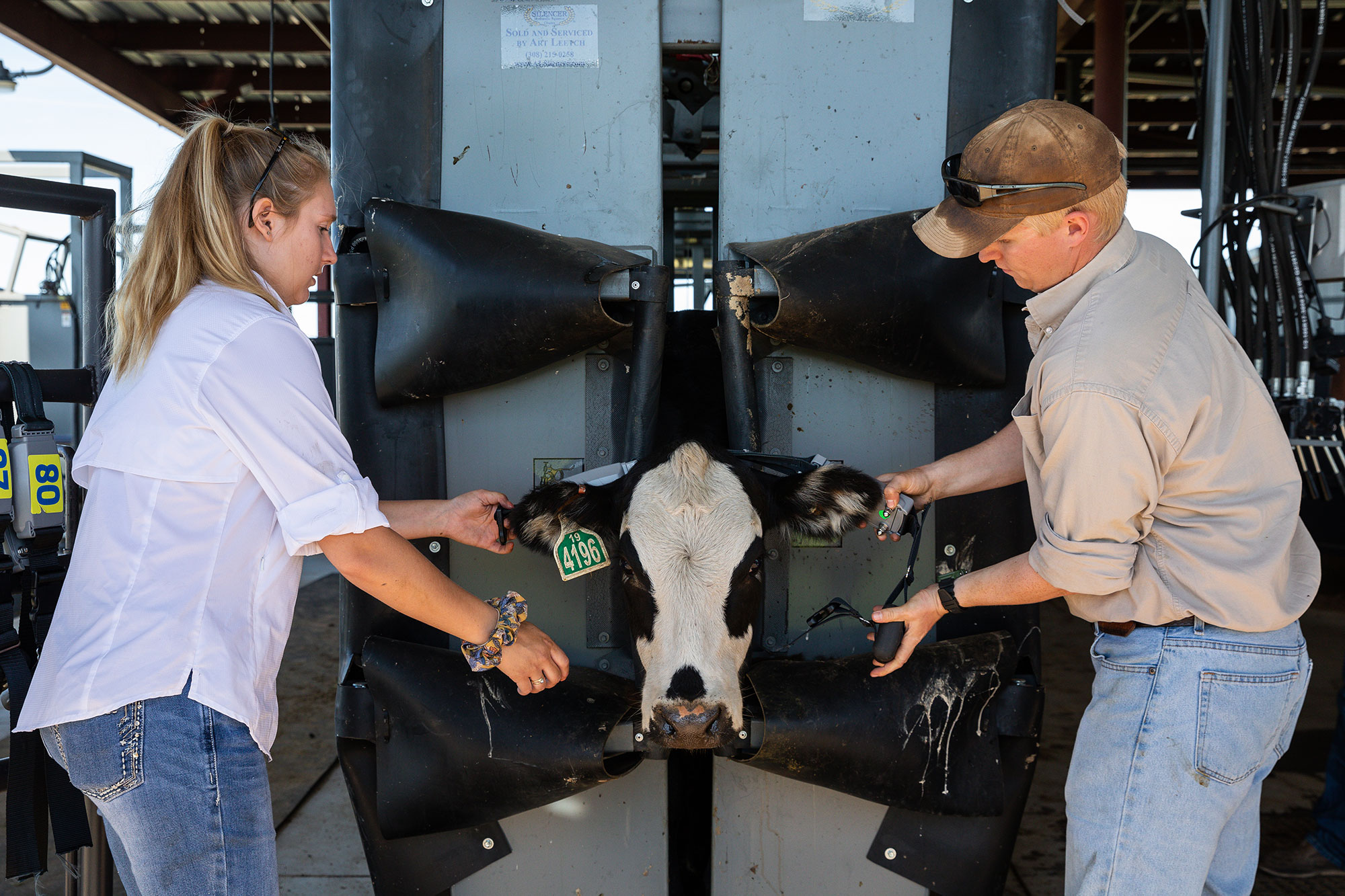 Working cow in palpation gate