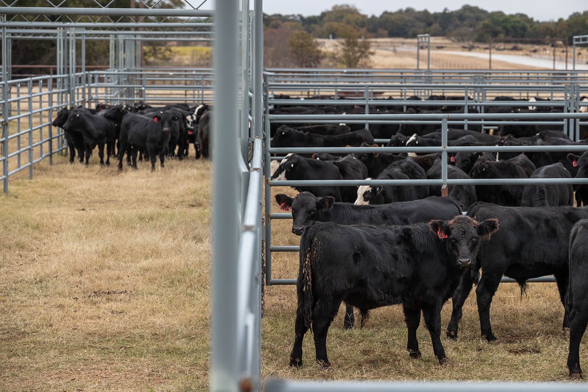 Cattle in corral