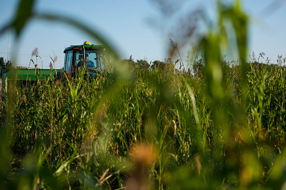 corn stalks