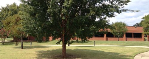 Formula provides basis for tree appraisal thumb