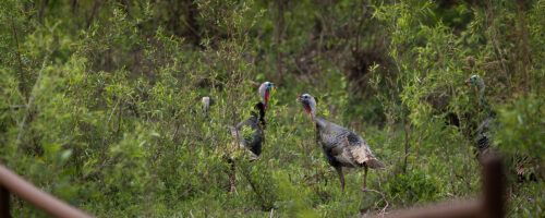 Do what you can for wild turkey habitat with your ranch management choices thumb