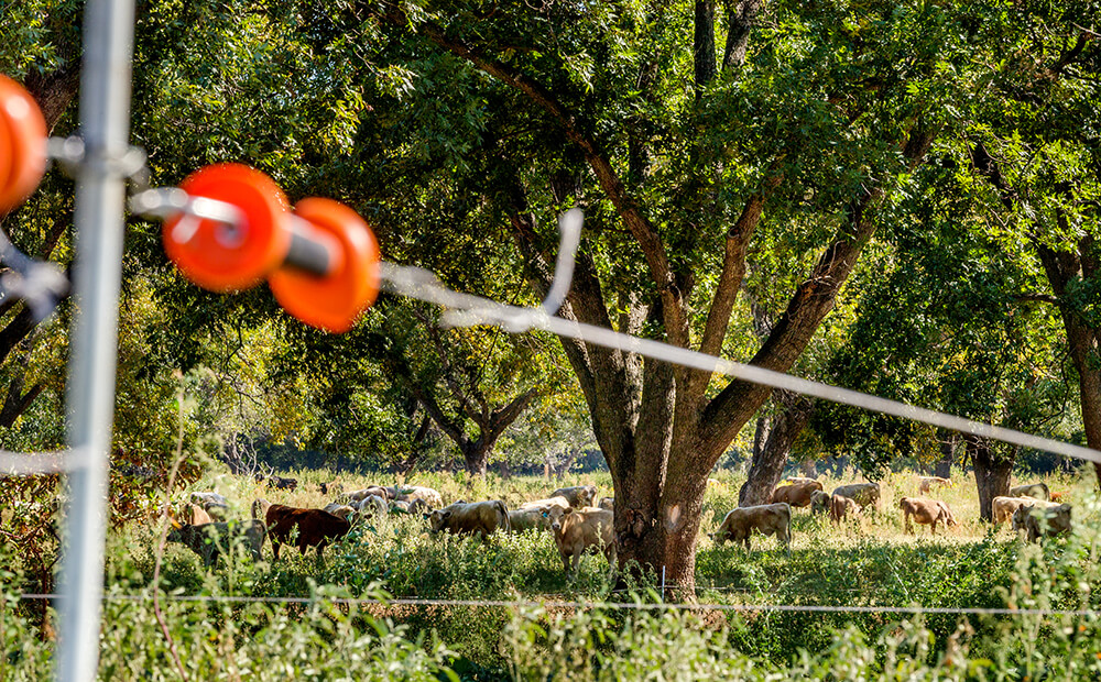 cattle grazing in orchard