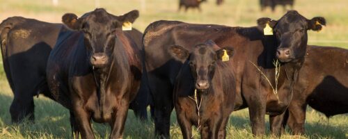 Using Bermudagrass Pastures to Meet Cow Nutrient Requirements thumb