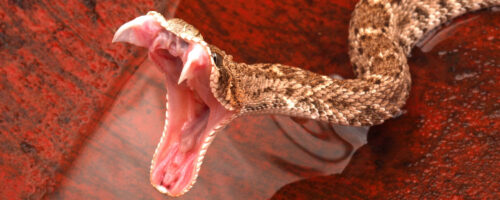 Learn to Recognize Venomous Snakes thumb