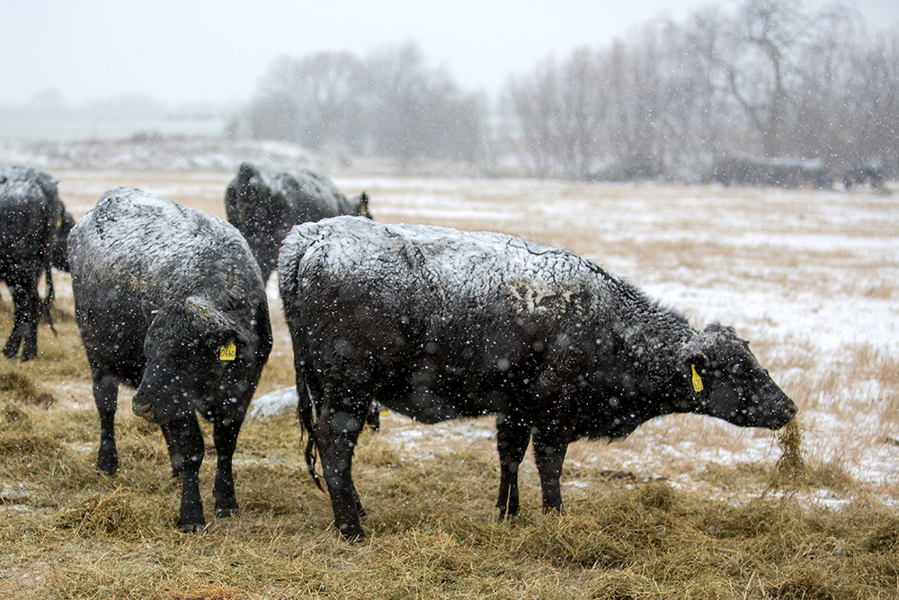 winter-feeding