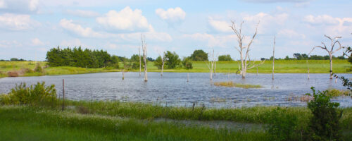 Adequate Plant Cover Is Necessary for Good Water Quality thumb