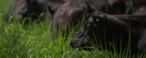 What Is High Stock Density Grazing? thumb