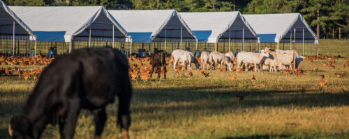 White Oak Pastures: How a 156-year-old farm practices “radically traditional farming” thumb