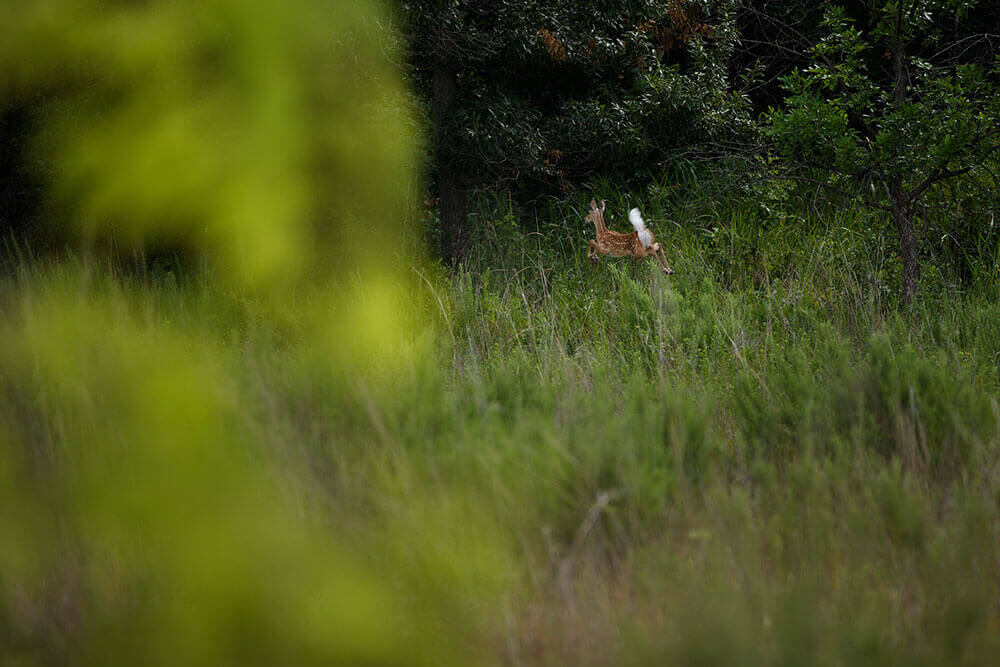 White-tail deer running in tall pasture of mixed forage rimmed with trees