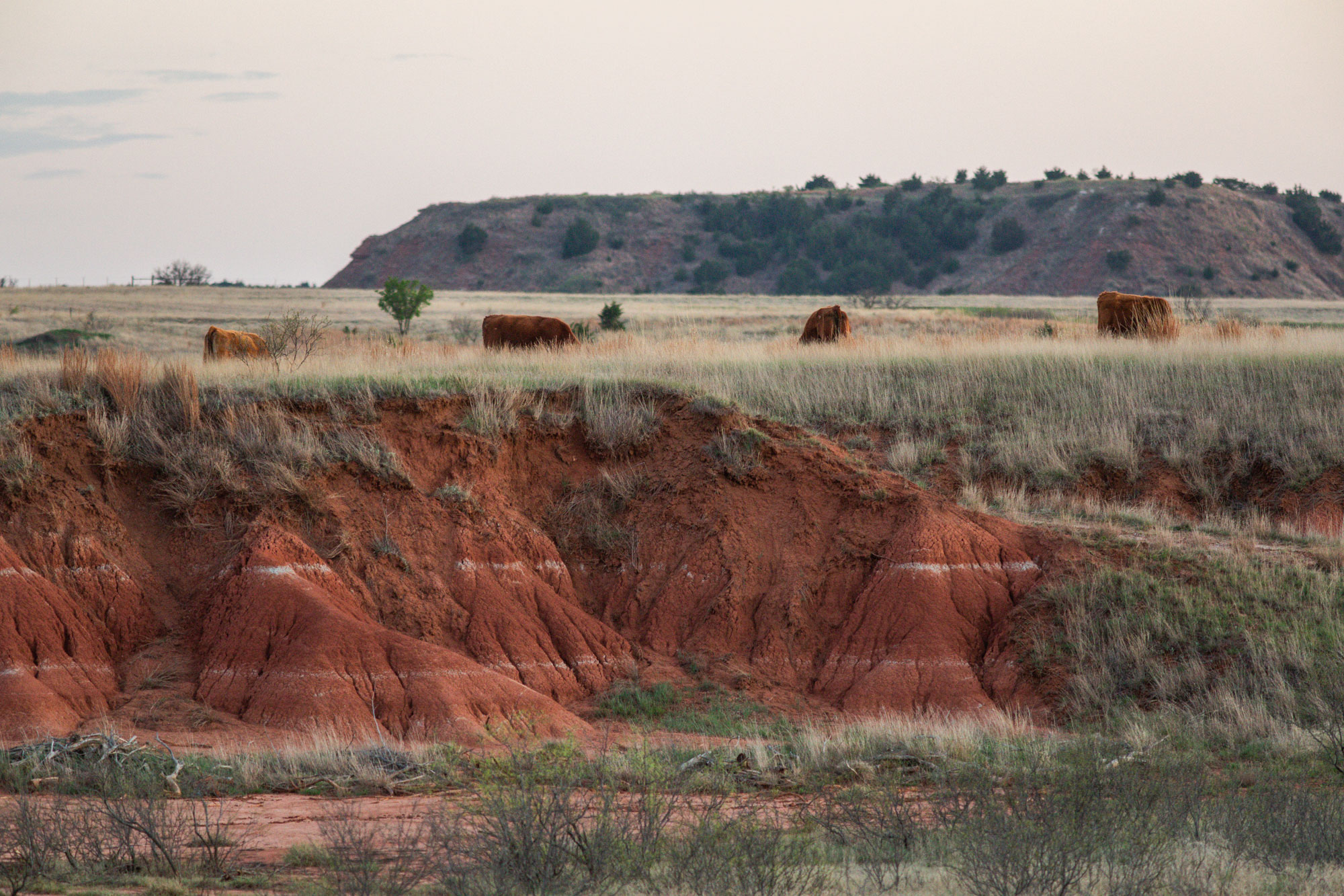 Cattle in a pasture with eroded dirt hill