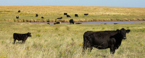 Why Ecosystems and Their Management Are the Essence of Land Stewardship thumb