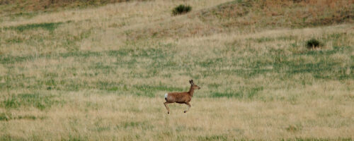 Wildlife Watch: Build Diversity And Enterprise Income By Tracking Deer And Other Wildlife Populations thumb