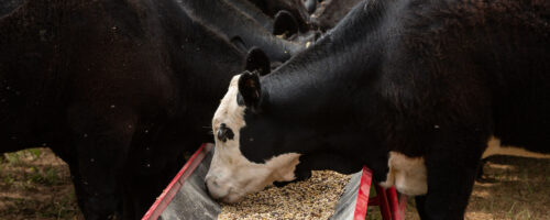 Winter Cow Supplementation: Protein and Energy Explained thumb