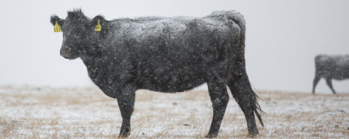 Wintering Cattle Through a Drought on a Regenerative Ranch thumb