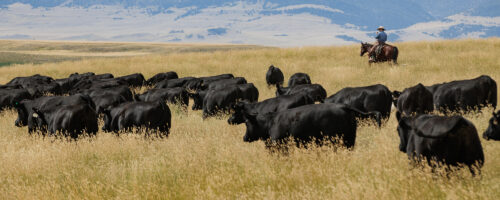 Noble Research Institute and Certified Angus Beef Launch Partnership Centered on Promoting Land Management for Livestock Producers  thumb