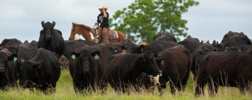 Noble Research Institute and Certified Angus Beef Release Land Stewardship, Aimed at Promoting Healthy Lands and Better Beef thumb