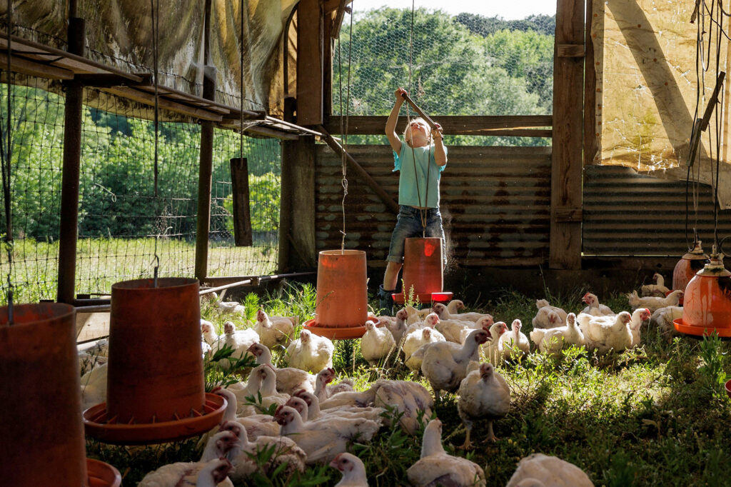 child check and cleans chicken feeder