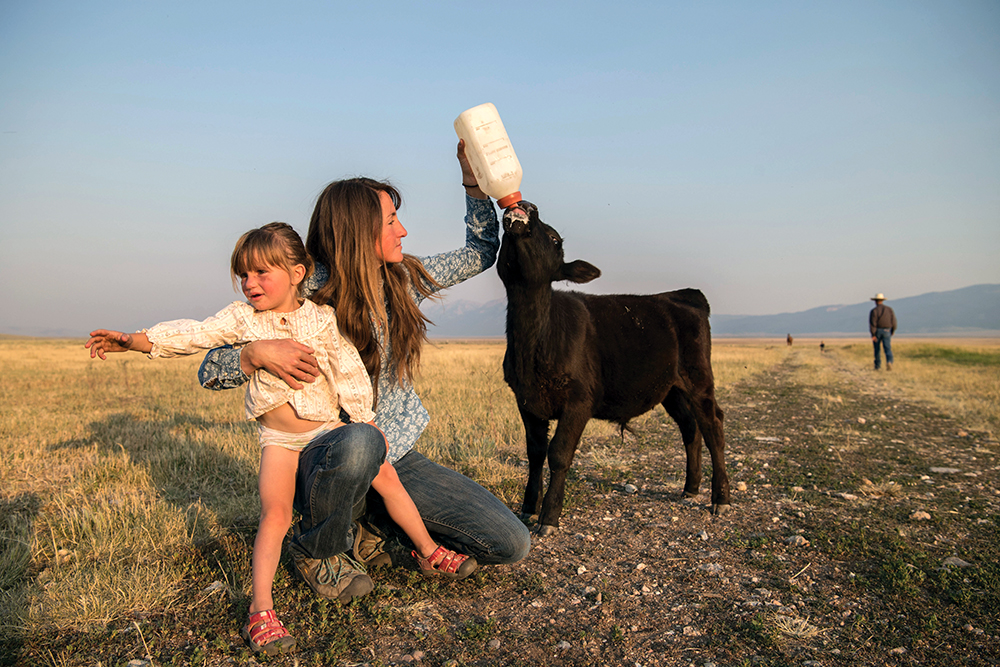 bottle feeding calf