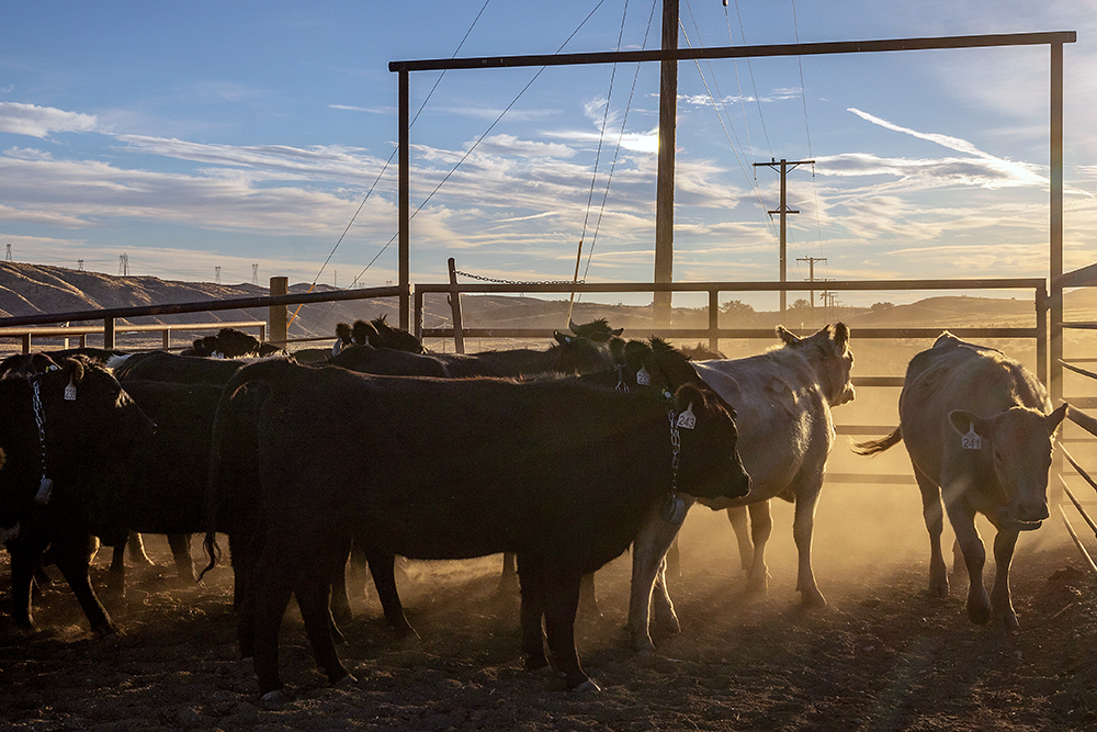 cattle pen