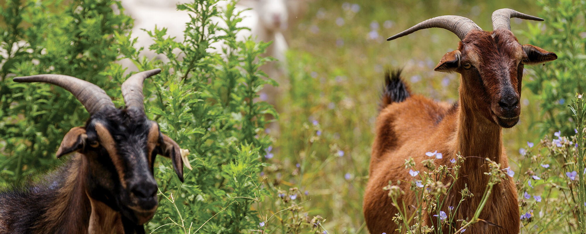 Control Encroaching Brush with Goats