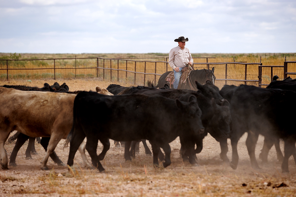 cowboy herding cows