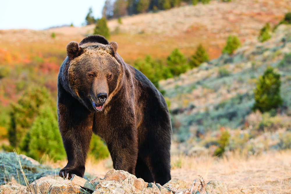 Grizzly Bear looking over edge of cliff