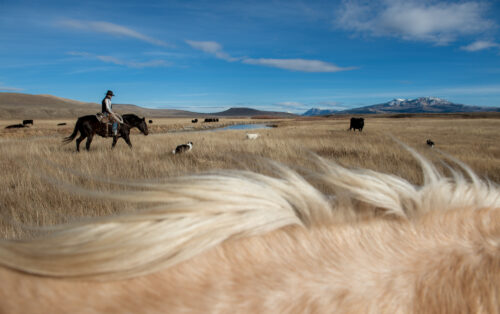 Grazing Cattle in Grizzly Country thumb