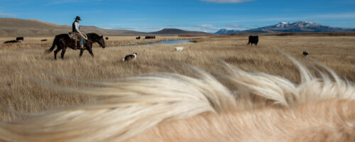 Grazing Cattle in Grizzly Country thumb