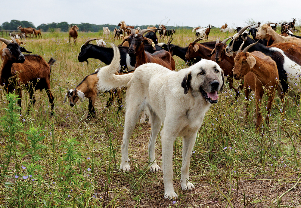 guardian dog with goats