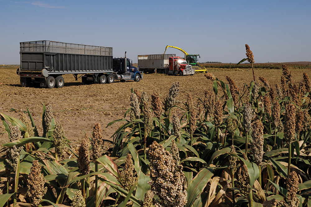 sorghum field