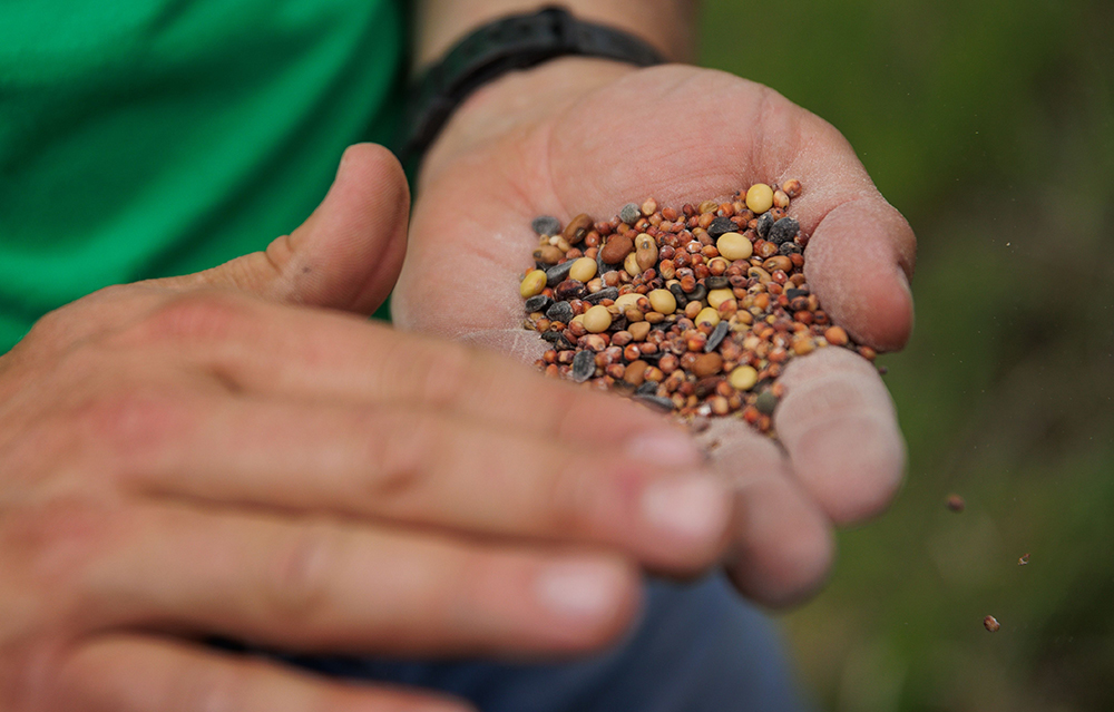 hand full of cover crop seeds