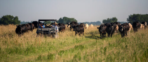 Low-Risk Strategies to Transition from Conventional to Adaptive Grazing thumb